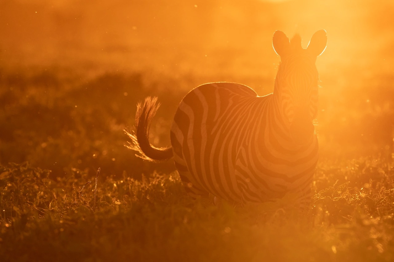 A zebra in Serengeti A zebra in Serengeti National Park