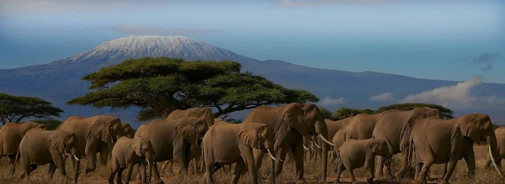 kilimanjaro national park banner