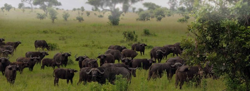 mikumi national park banner