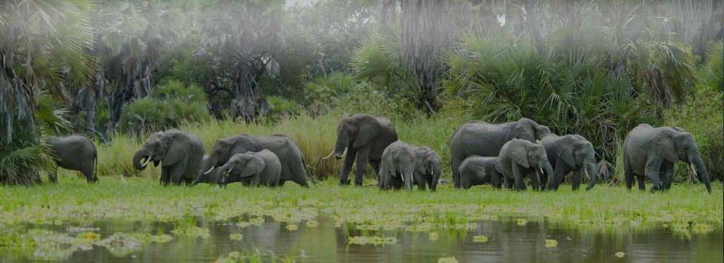 selous game reserve banner