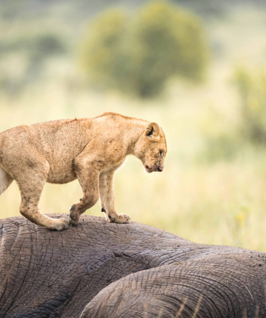 serengeti national park x