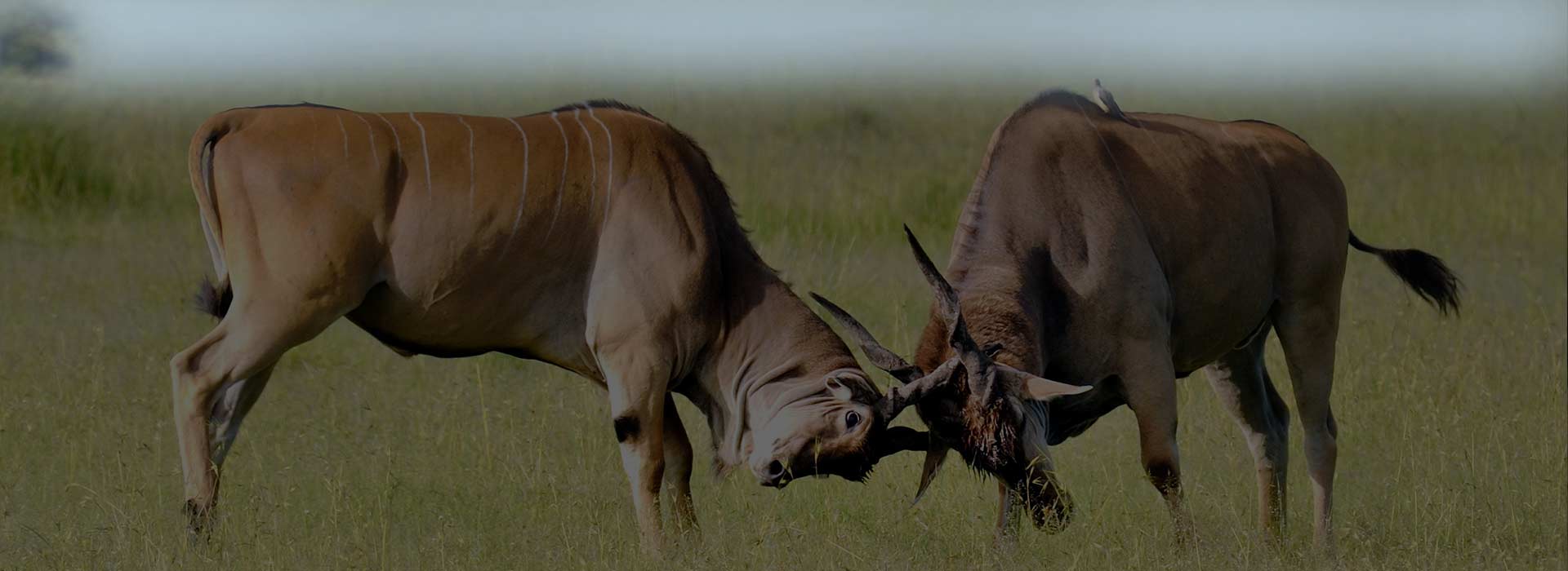 Kenya Wildlife Safari Amboseli, Lake Naivasha & Maasai Mara