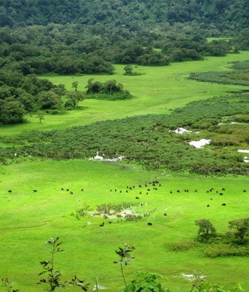 Arusha National Park Day Tour