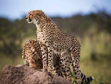 Kenya Wildlife Safari