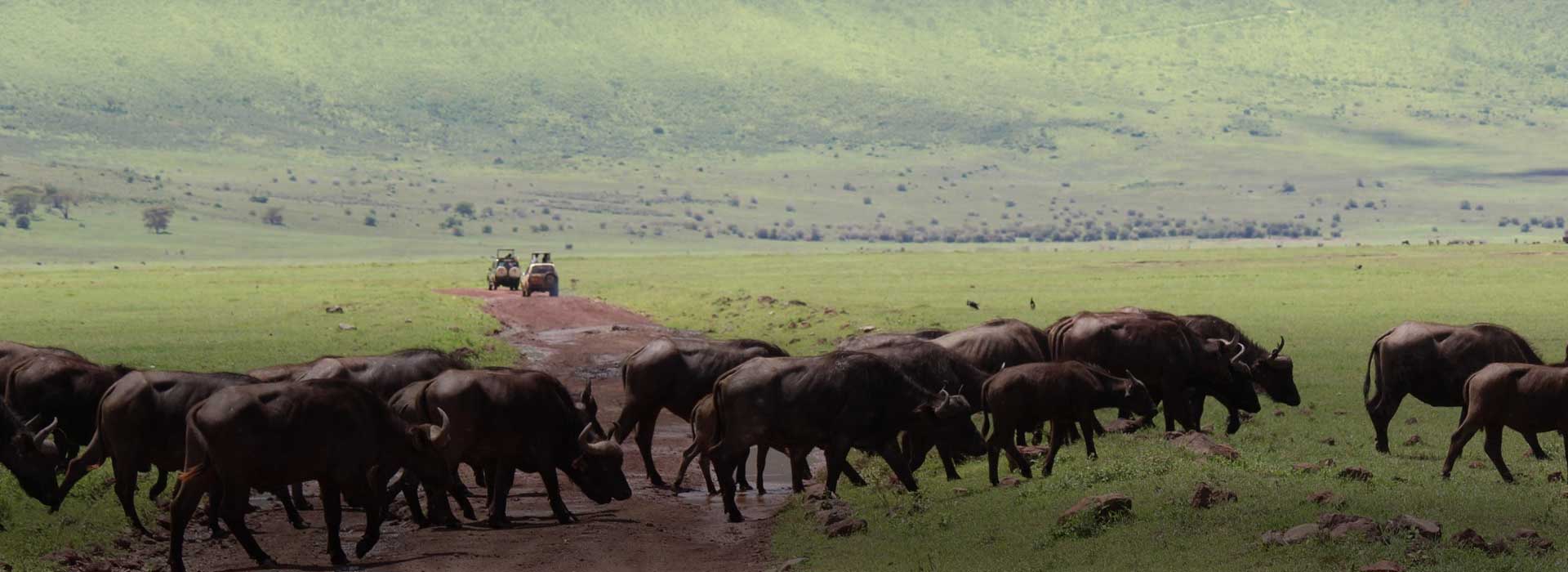 Ngorongoro Crater Day Trip Tour